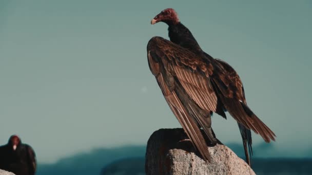 Red Vulture Gycetus Cbarus Standing Rock — стоковое видео