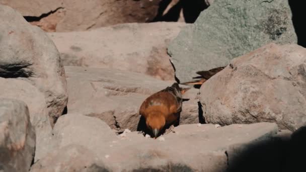 Chilean Birds Embalse Yeso Chile — Wideo stockowe