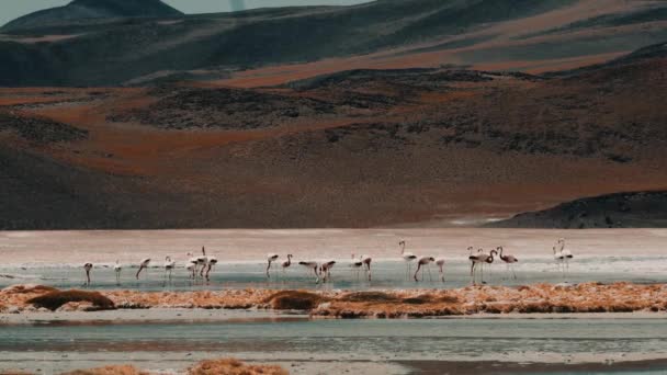 Σμήνος Των Χιλιανών Φλαμίνγκο Μια Λίμνη Στη Χιλή — Αρχείο Βίντεο