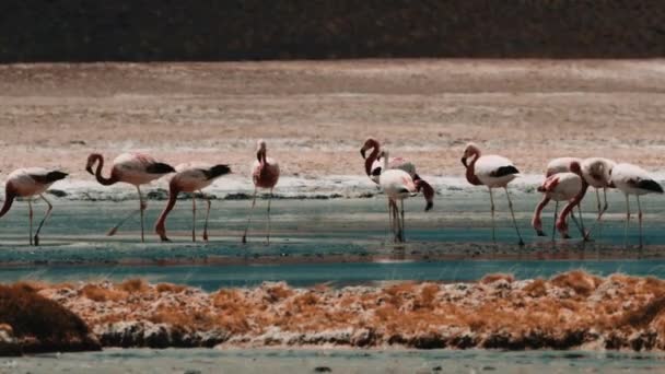 智利火烈鸟群聚在智利的一个湖畔 — 图库视频影像