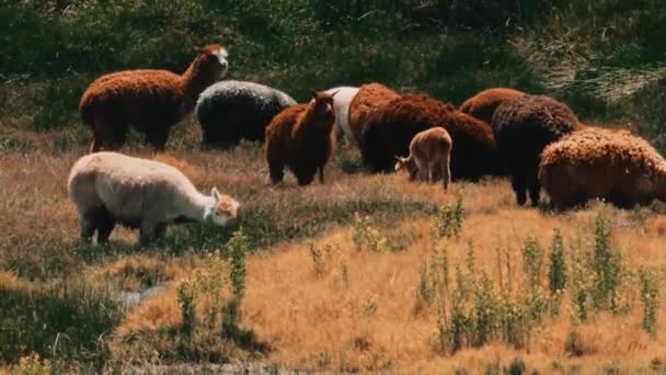 Herd Goats Pasture — Stockvideo