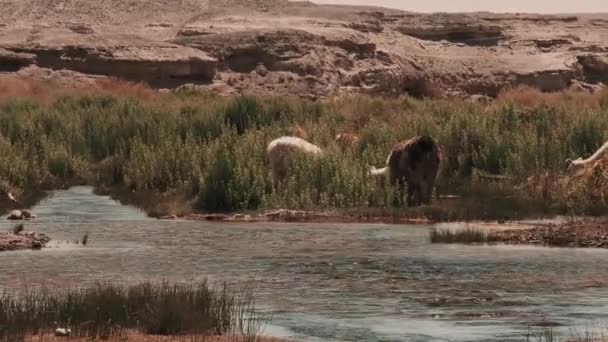 Chilean Llamas Grazing South America — стокове відео