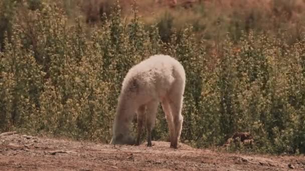 Beautiful View Chilean Baby Llama Grazing — стокове відео
