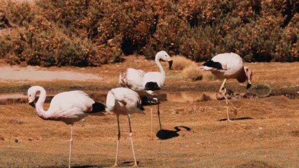 Stado Flamingów Chilijskich Nad Jeziorem Chile — Wideo stockowe