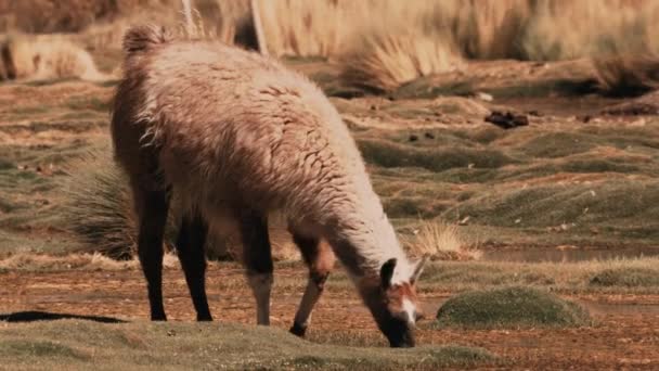 Beautiful View Chilean Llamas Grazing — Stockvideo
