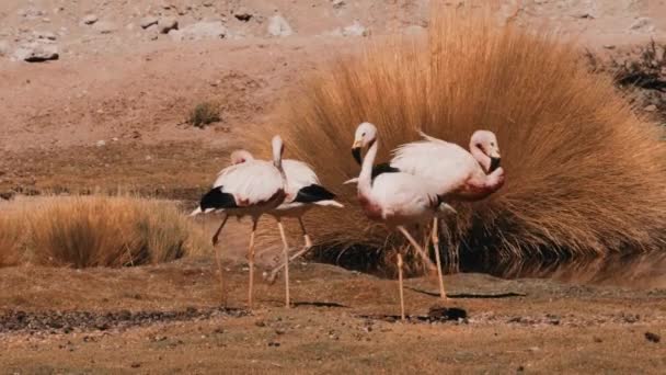 Стая Чилийских Фламинго Озере Чили — стоковое видео