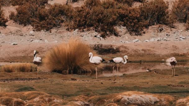 チリの湖でチリのフラミンゴの群れ — ストック動画