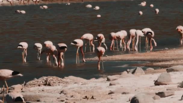 칠레의 플라밍고스 호수의 — 비디오