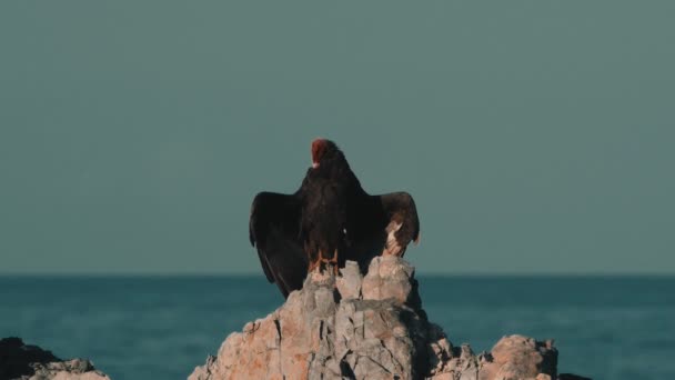 Chilijski Sęp Siedzi Skale Suszenie Się — Wideo stockowe