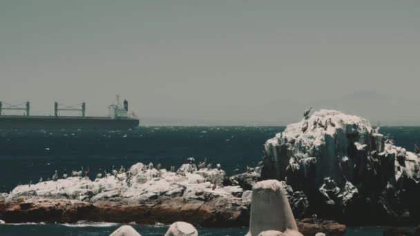 Pelícanos Chilenos Viven Puerto Valparaíso Chile — Vídeos de Stock