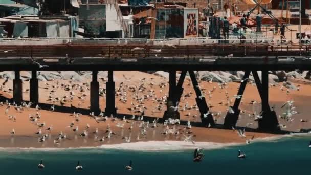 何千ものシーガルとペリカン バルパライソ チリとプラヤカレタの港湾でピア — ストック動画