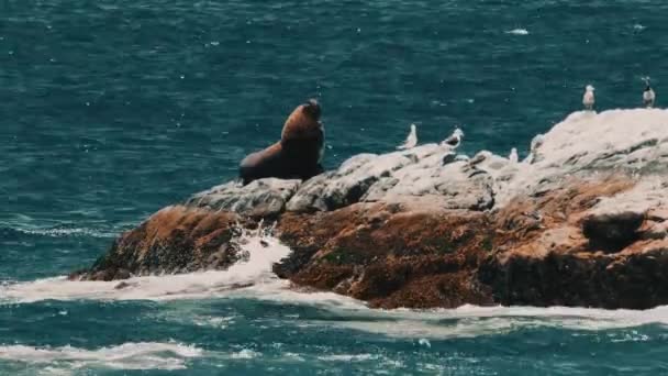 León Marino Chileno Yaciendo Sobre Una Roca Puerto Valparaíso — Vídeo de stock