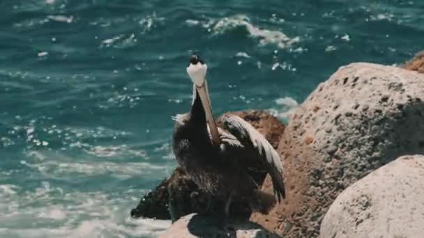 Chilenischer Pelikan Sitzt Auf Einem Felsen Hafen Von Valparaiso Chile — Stockvideo