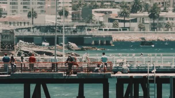 Pier Playa Caleta Portales Thousands Seagulls Pelicans Valparaiso Chile — Stock Video