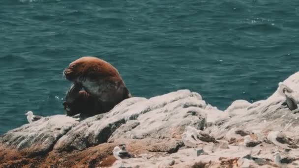 チリの海のライオンはバルパライソ港で岩の上に置く — ストック動画
