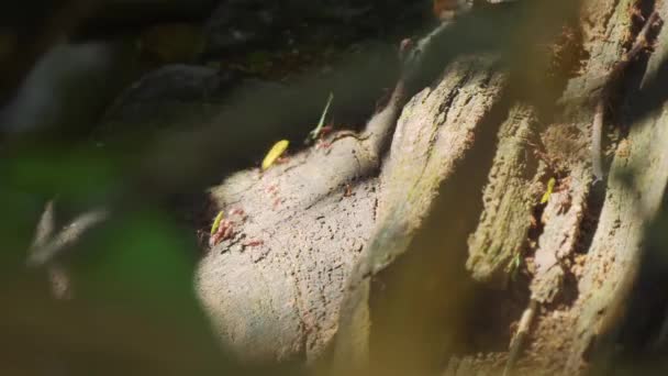 Листяні Мурахи Працюють Разом Дика Природа Коста Риці — стокове відео