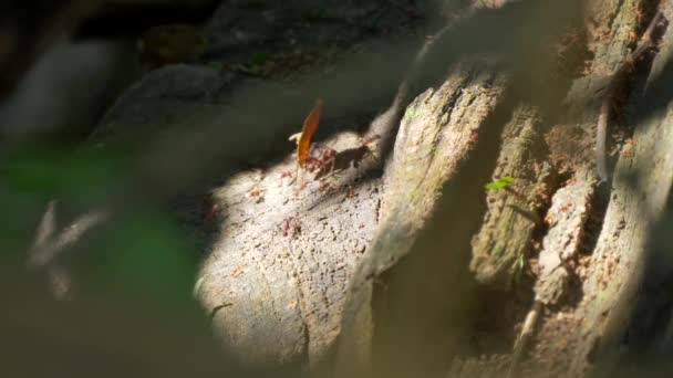Hormigas Leafcutter Trabajando Juntas Vida Silvestre Costa Rica — Vídeo de stock