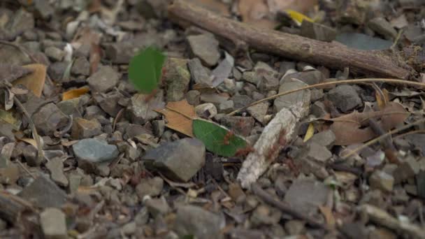 Mrówki Pracujące Razem Dzika Przyroda Kostaryce — Wideo stockowe