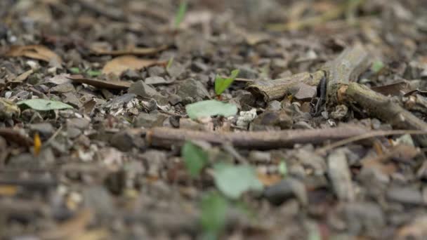 哥斯达黎加野生动植物切叶蚁携手合作 — 图库视频影像
