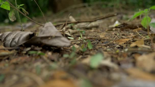 Μυρμήγκια Φύλλων Που Εργάζονται Μαζί Άγρια Ζωή Στην Κόστα Ρίκα — Αρχείο Βίντεο