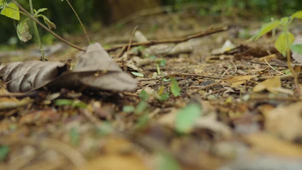 Yaprak Kesen Karıncalar Birlikte Çalışıyor Kosta Rika Vahşi Yaşam — Stok video