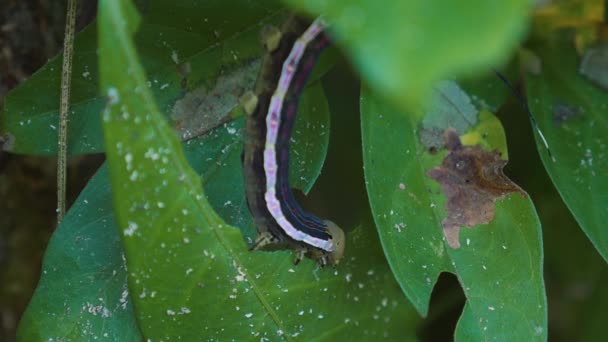 Leaf Eating Caterpillar Costa Rica — Stock Video