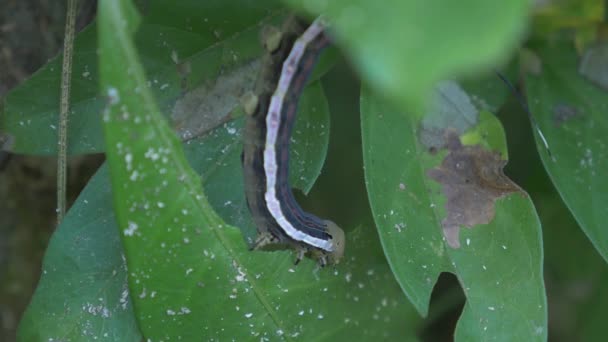 Leaf Eating Caterpillar Costa Rica — Vídeo de Stock