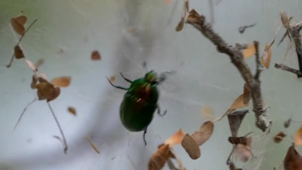 Scarab Beetle Strugling Spiders Net 코스타리카 — 비디오