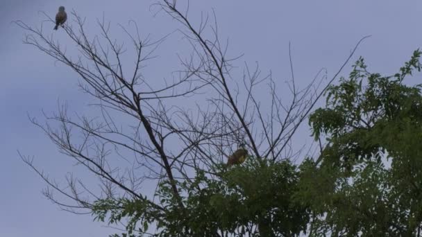 Μεγάλη Kiskadee Και Clay Χρωματιστά Robin Κάθεται Στο Δέντρο Κόστα — Αρχείο Βίντεο