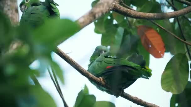 Ζεύγος Παπαγάλων Γεύματος Στο Δέντρο Κόστα Ρίκα — Αρχείο Βίντεο