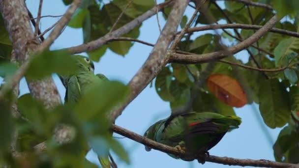 Par Måltiden Papegojor Träd Costa Rica — Stockvideo