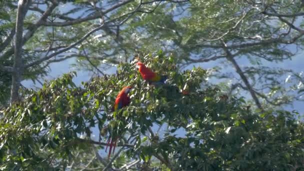 Scarlet Macaws Sitting Tree Costa Rica — Wideo stockowe