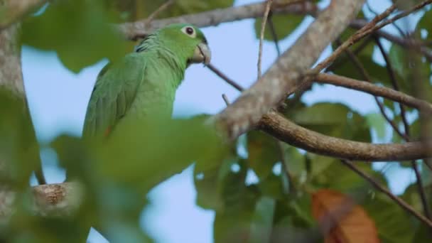Een Paar Papegaaien Boom Costa Rica — Stockvideo