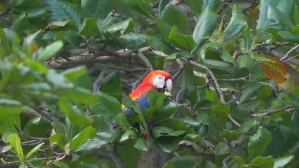 Scarlet Macaw Sitting Tree Costa Rica — Stockvideo