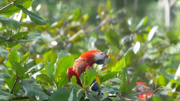Scarlet Macaw Sitting Tree Costa Rica — Αρχείο Βίντεο