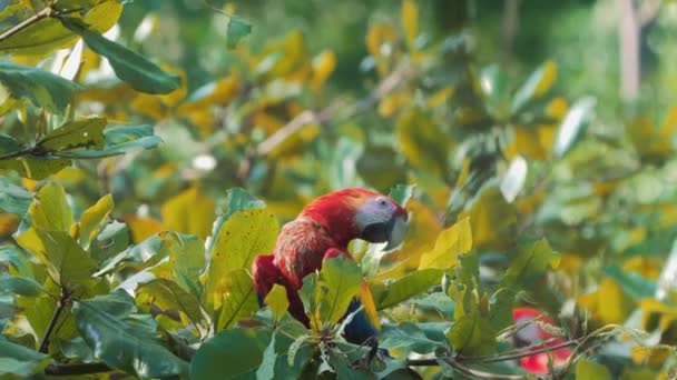 Scarlet Macaw Sitting Tree Costa Rica — стоковое видео