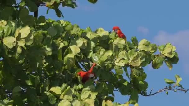 Scarlet Macaws Sitting Tree Costa Rica — Wideo stockowe
