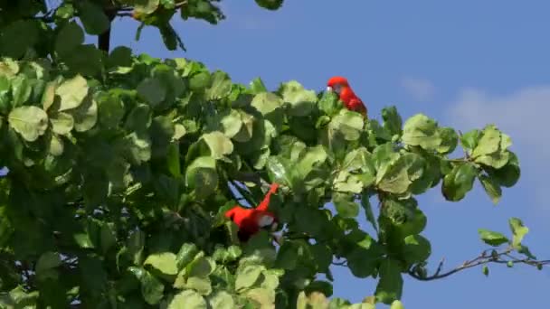 Scarlet Macaws Sitting Tree Costa Rica — Stockvideo