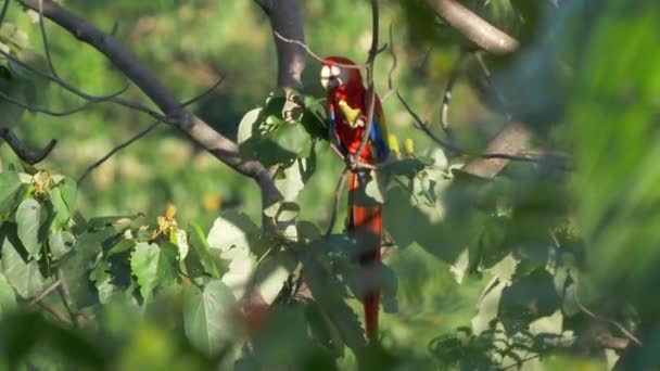 Scarlet Macaw Sitting Tree Costa Rica — Video