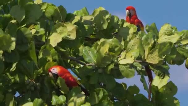 Scarlet Macaws Sitting Tree Costa Rica — Stock Video