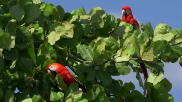 Scarlet Macaws Sitting Tree Costa Rica — стоковое видео