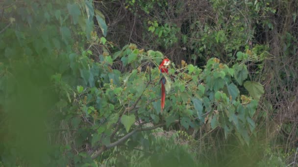 Scarlet Macaw Sitting Tree Costa Rica — 비디오