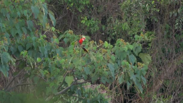 Scarlet Macaw Sitting Tree Costa Rica — 비디오