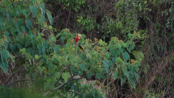 Scarlet Macaw Sitting Tree Costa Rica — Wideo stockowe
