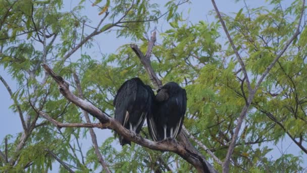 Wildlife Black Vultures Costa Rica — Stok video