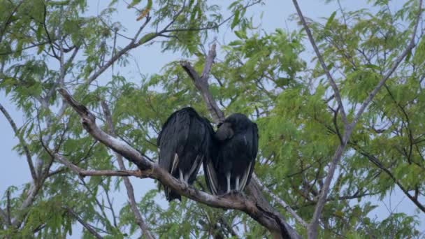 Wildlife Black Vultures Costa Rica — стокове відео