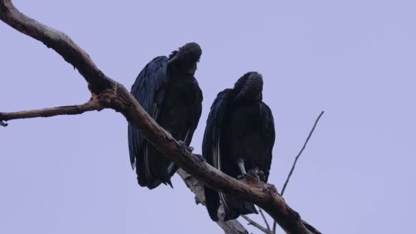 Wildlife Black Vultures Costa Rica — Vídeo de Stock