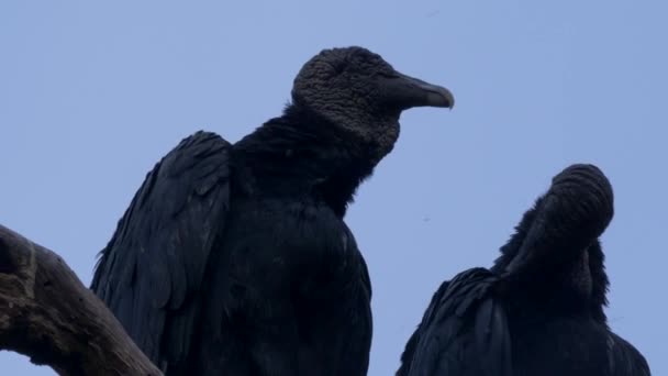 Wildlife Black Vultures Costa Rica — Vídeo de Stock