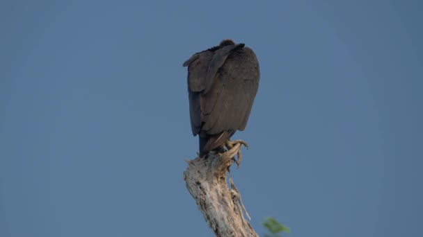 Wildlife Black Vulture Costa Rica — стокове відео