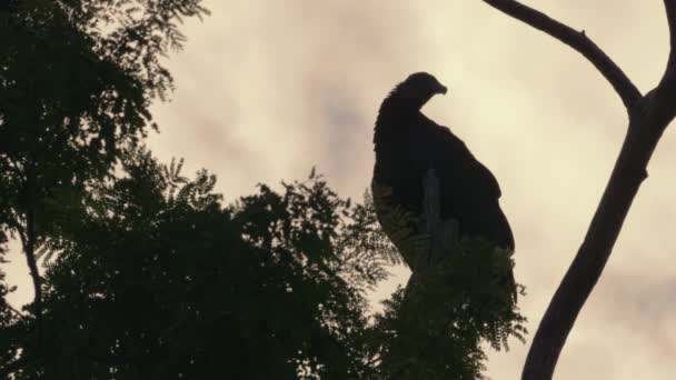 Wildlife Black Vulture Costa Rica — Stok Video